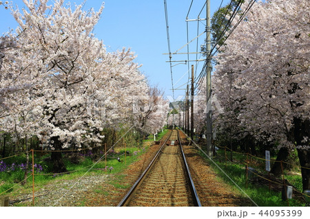 嵐電 桜のトンネル 嵐電 桜のトンネル 44095399