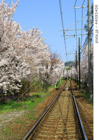 嵐電 桜のトンネル 嵐電 桜のトンネル 44095400