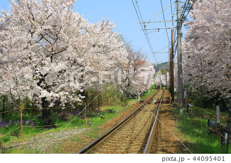 嵐電 桜のトンネル 嵐電 桜のトンネル 44095401
