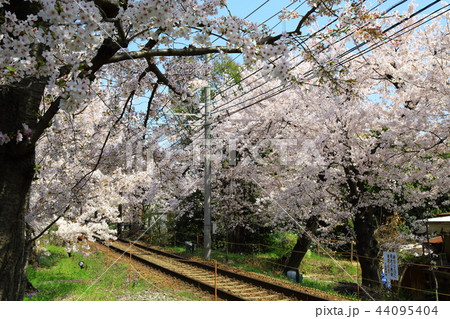 嵐電 桜のトンネル 嵐電 桜のトンネル 44095404