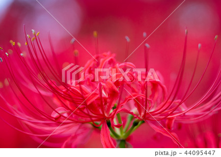 曼珠沙華 彼岸花 埼玉県幸手市権現堂 曼珠沙華 彼岸花 埼玉県幸手市権現堂 44095447