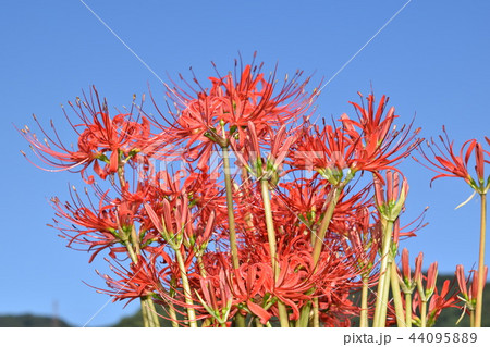 青空の下のヒガンバナ 44095889