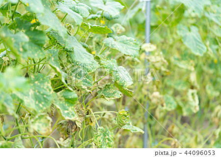 台風の後のきゅうり畑 台風の後のきゅうり畑 44096053