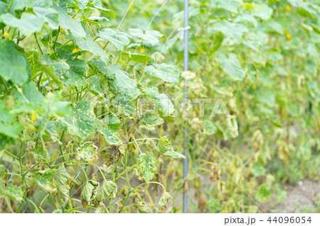 台風の後のきゅうり畑 44096054