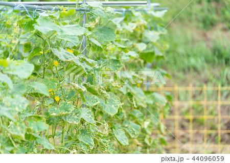 台風の後のきゅうり畑 台風の後のきゅうり畑 44096059