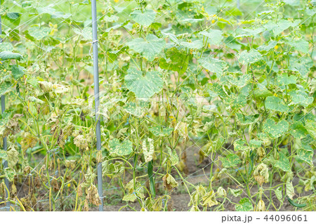 台風の後のきゅうり畑 台風の後のきゅうり畑 44096061