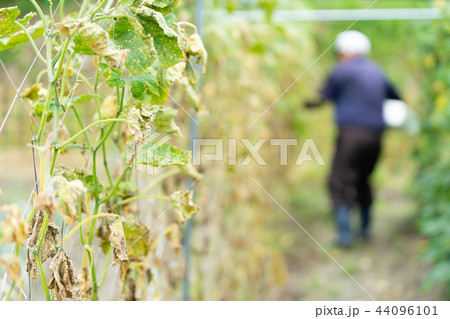 台風の後のきゅうり畑 自然災害 台風の後のきゅうり畑 自然災害 44096101