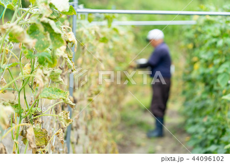 台風の後のきゅうり畑　自然災害 44096102