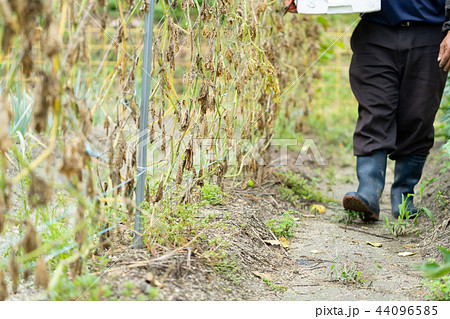 台風の後のきゅうり畑　自然災害 44096585