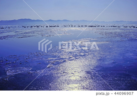 猪苗代湖の白鳥 44096907