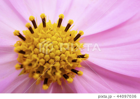 ピンクのコスモスのクローズアップ 44097036