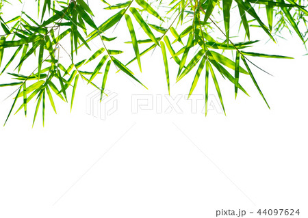 Green bamboo leaves isolated on white background 44097624