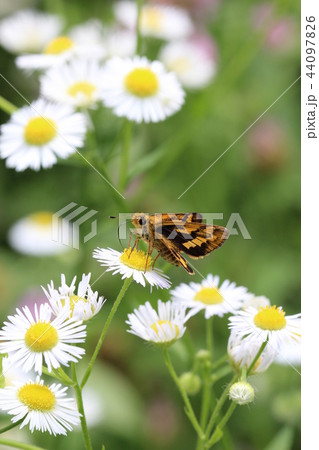 花畑のキマダラセセリ 44097826