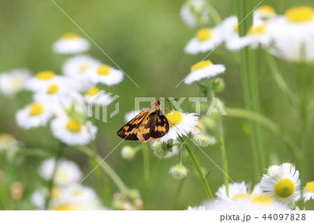 花畑のキマダラセセリ 44097828
