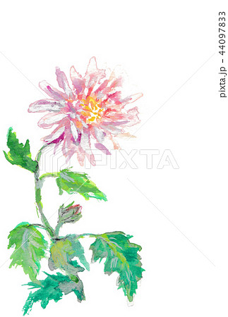 菊 44097833