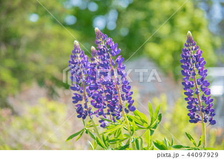 プリンスエドワード島に咲くお花 ルピナス プリンスエドワード島に咲くお花 ルピナス 44097929