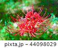 彼岸花 44098029