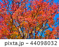 紅葉狩り 44098032