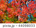 紅葉狩り 44098033