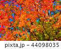 紅葉狩り 44098035