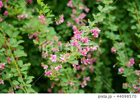 奈良 ならまち元興寺の萩の花１０の写真素材