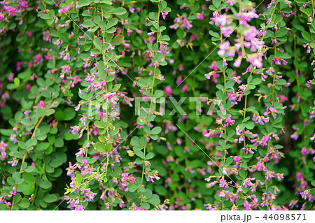 奈良・ならまち元興寺の萩の花１３ 44098571