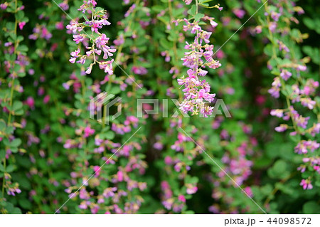 奈良 ならまち元興寺の萩の花１４の写真素材