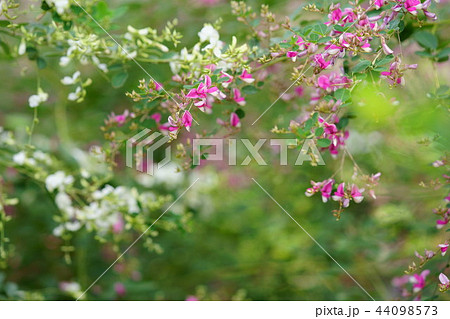 奈良・ならまち元興寺の萩の花１７ 44098573