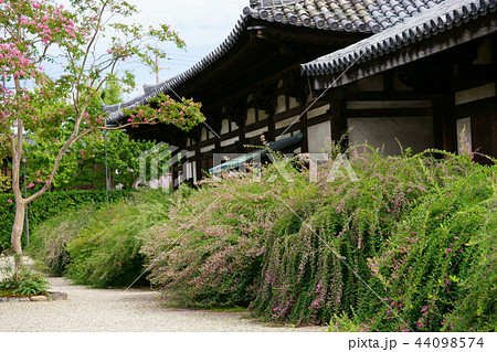 奈良・ならまち元興寺の萩の花20 奈良・ならまち元興寺の萩の花20 44098574