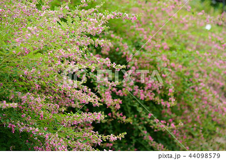 奈良・ならまち元興寺・咲き誇る萩10 奈良・ならまち元興寺・咲き誇る萩10 44098579