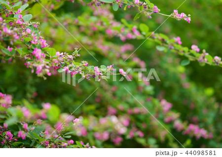 奈良・ならまち元興寺・咲き誇る萩15 奈良・ならまち元興寺・咲き誇る萩15 44098581