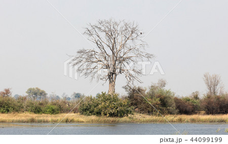 Large tree with an African Fish Eagle 44099199