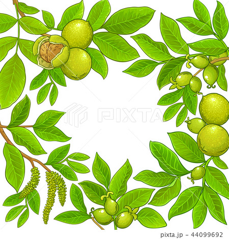 walnut vector frame 44099692