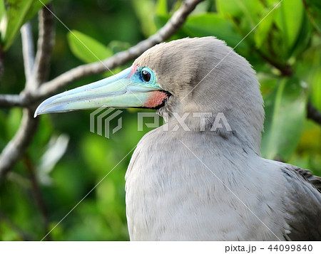 アカアシカツオドリ アカアシカツオドリ 44099840