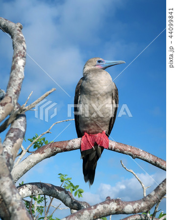 アカアシカツオドリ アカアシカツオドリ 44099841