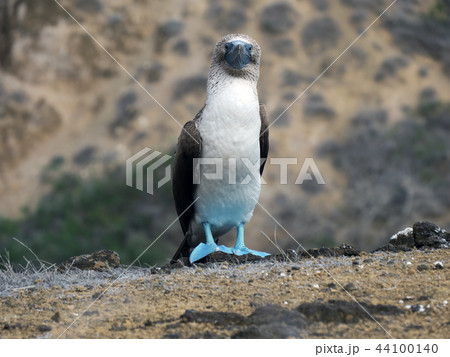 アオアシカツオドリ アオアシカツオドリ 44100140