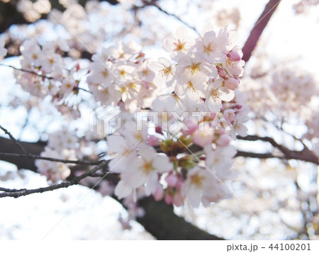 桜 44100201