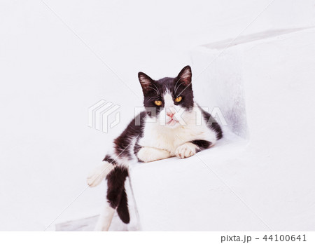 The cat looks out of the stone white wall 44100641