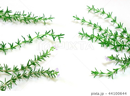 フレッシュなローズマリーの葉と花 室内 白背景 背景素材の写真素材
