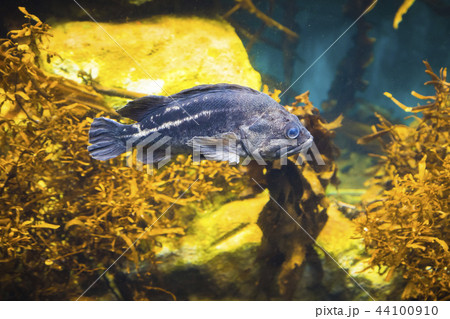 シマソイ001 44100910