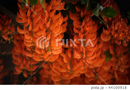 Beautiful new guinea creeper  44100918