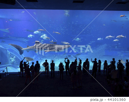 沖縄県 美ら海水族館 ジンベイザメ 沖縄県 美ら海水族館 ジンベイザメ 44101360