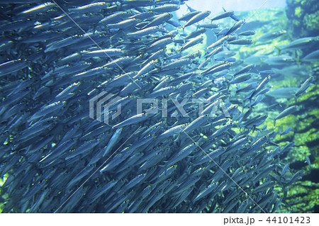 うみの杜水族館003 うみの杜水族館003 44101423