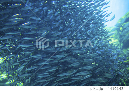 うみの杜水族館004 うみの杜水族館004 44101424