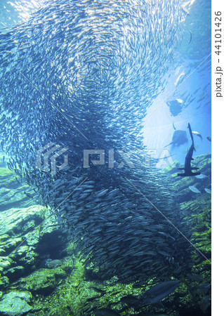 うみの杜水族館006 44101426