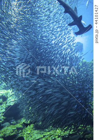 うみの杜水族館007 44101427