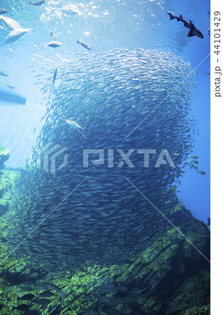 うみの杜水族館009 44101429