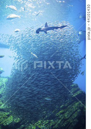 うみの杜水族館010 44101430