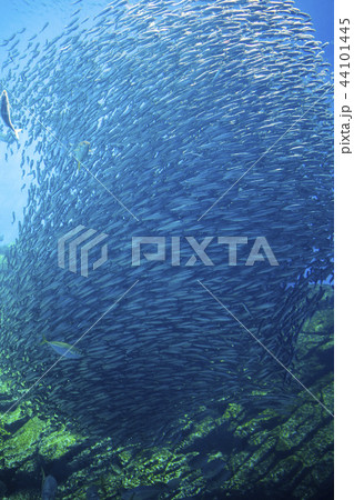 うみの杜水族館011 44101445