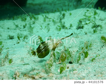 ヒラヒラ泳ぐテンスの幼魚 44101576